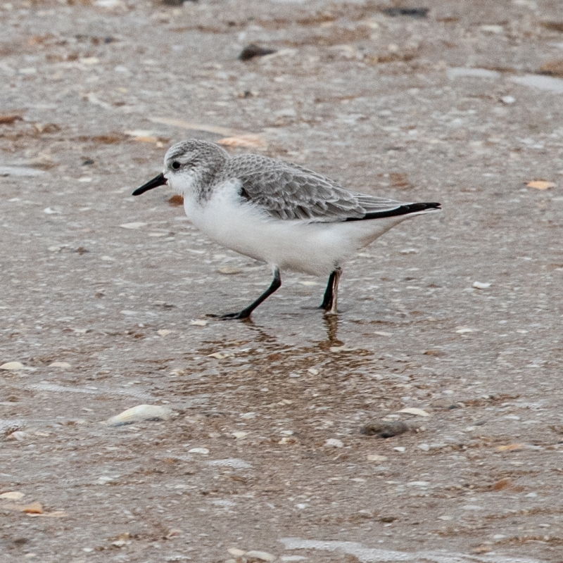Oiseaux Bécasseau sanderling