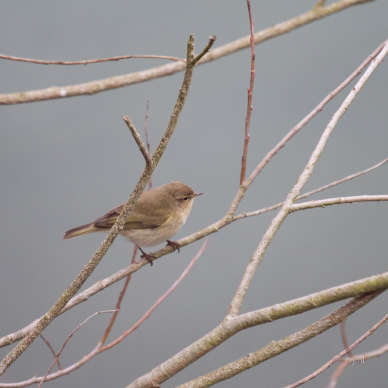 Oiseaux Pouillot véloce