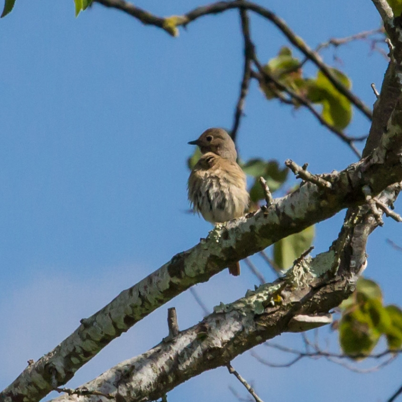 Oiseaux