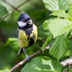 Oiseaux Mésange charbonnière (Parus major)