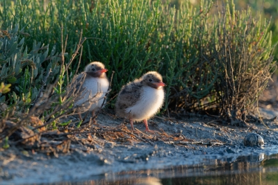 Sterne pierre-garin (Sterna hirundo)