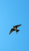  Hirondelle rustique (Hirundo rustica)