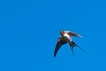  Hirondelle rustique (Hirundo rustica)