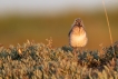  Mouette rieuse (Chroicocephalus ridibundus