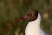  Mouette rieuse (Chroicocephalus ridibundus