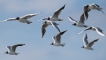  Mouette rieuse (Chroicocephalus ridibundus