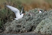 Oiseaux Sterne pierre-garin (Sterna hirundo)