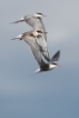  Sterne pierre-garin (Sterna hirundo)