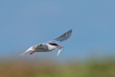  Sterne pierre-garin (Sterna hirundo)