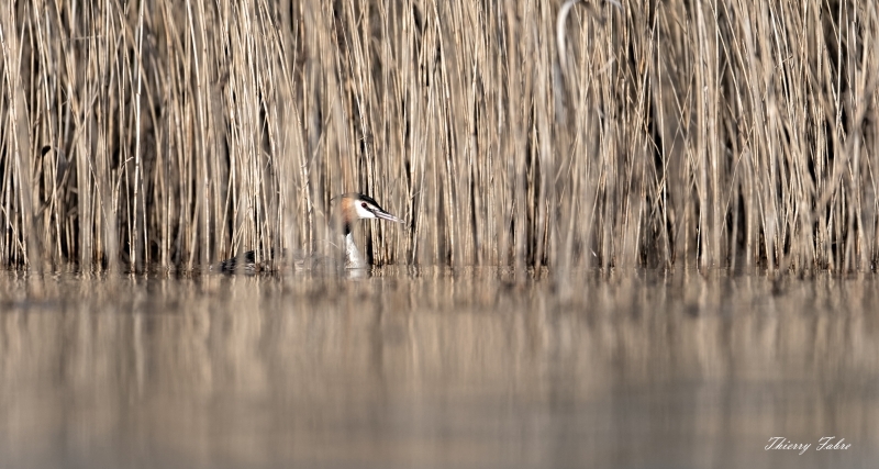 Photo Oiseaux Grèbe huppé