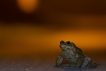 Amphibiens Crapaud commun ( Bufo bufo ) .