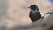 Oiseaux Drongo brillant