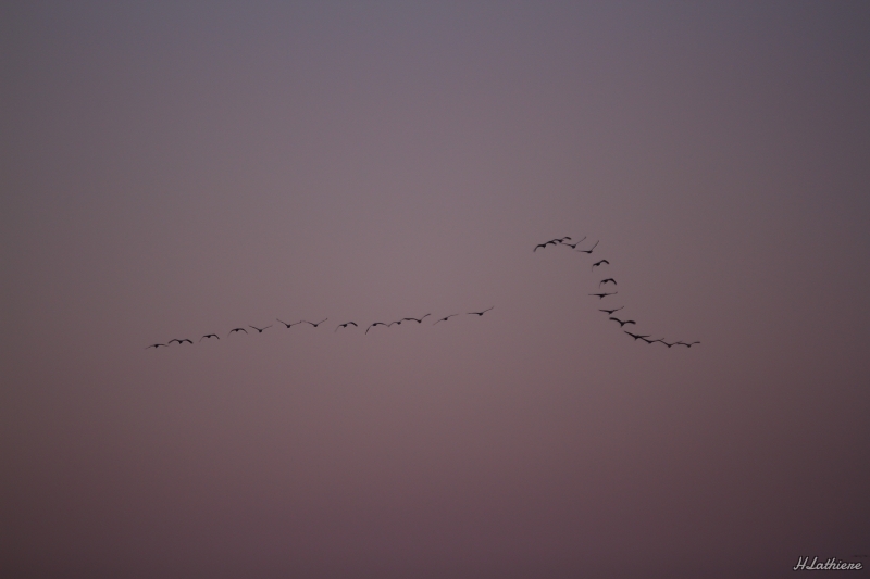 Photo Oiseaux