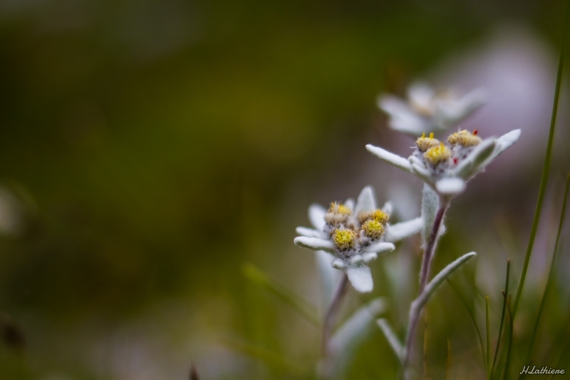 Photo Flore Edelweiss