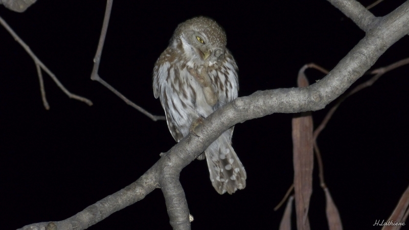 Photo Oiseaux