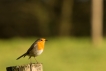 Oiseaux