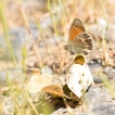 Insectes