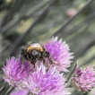 Insectes
