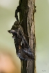 Insectes