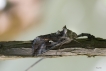Insectes