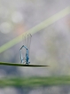 Insectes
