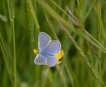 Insectes