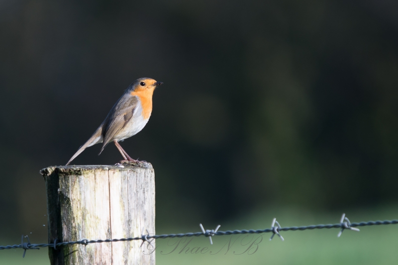 Photo Oiseaux