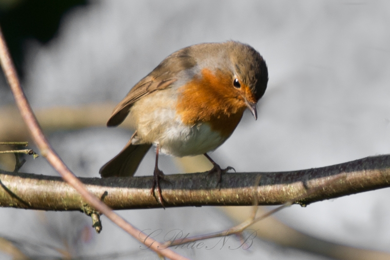Photo Oiseaux