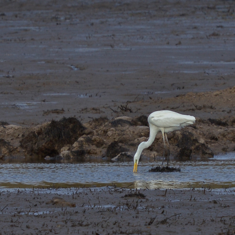 Photo Oiseaux