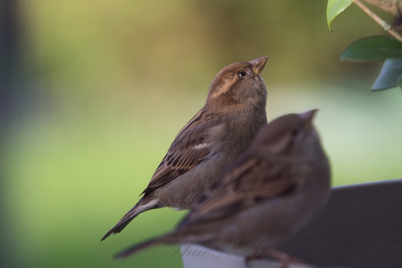 Photo Oiseaux
