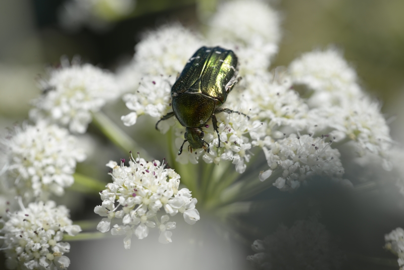 Photo Insectes Cétoine dorée (Cetonia aurata)