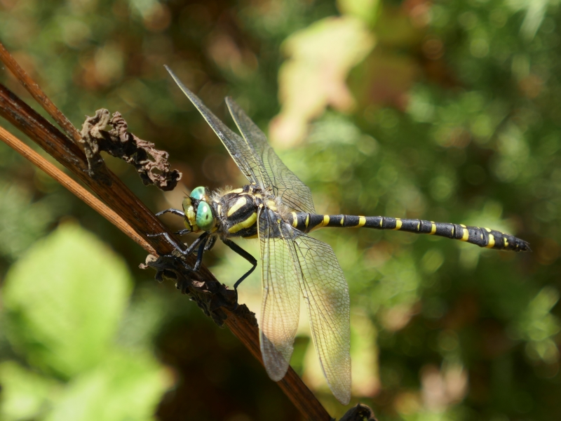 Photo Insectes