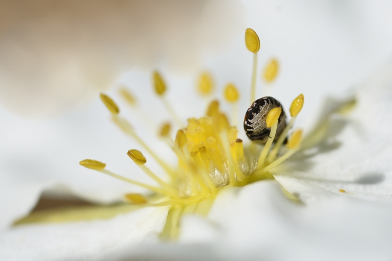 Photo Insectes