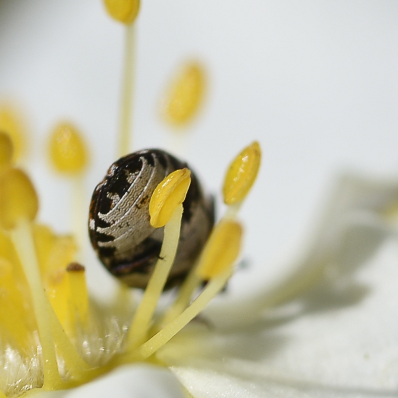 Photo Insectes