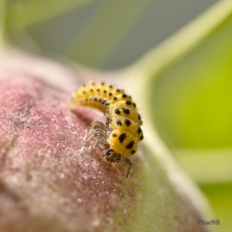 Photo Insectes