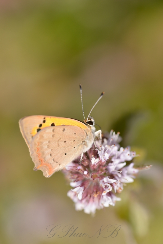 Photo Insectes