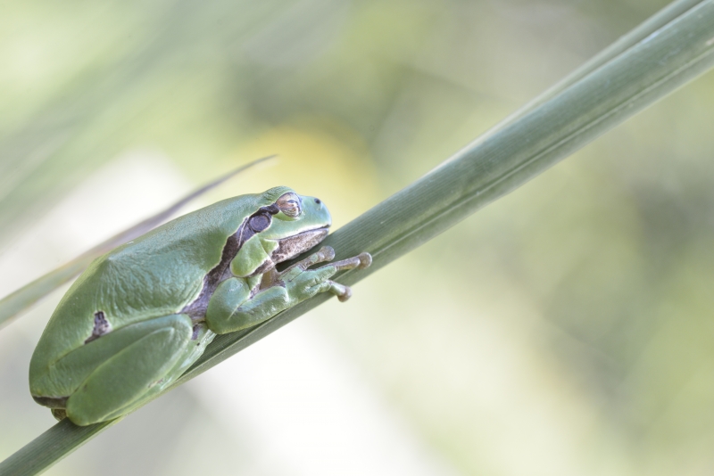 Photo Amphibiens