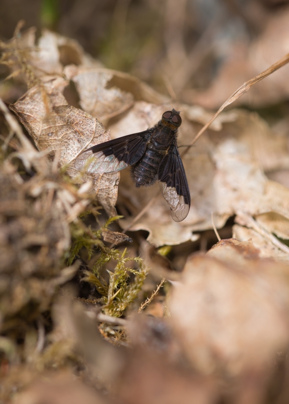 Photo Insectes