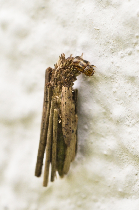 Photo Insectes