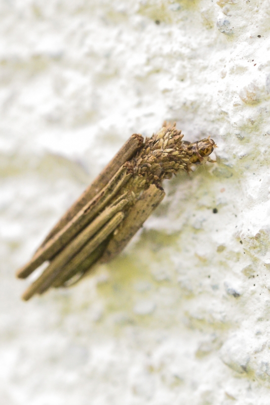 Photo Insectes