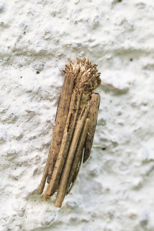 Photo Insectes