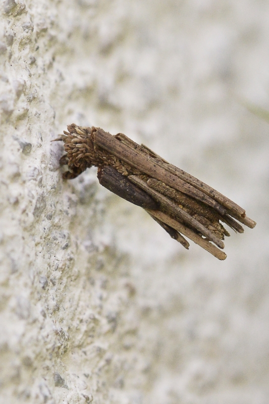 Photo Insectes
