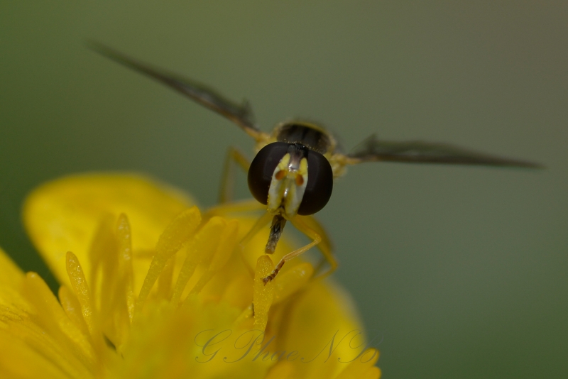 Photo Insectes