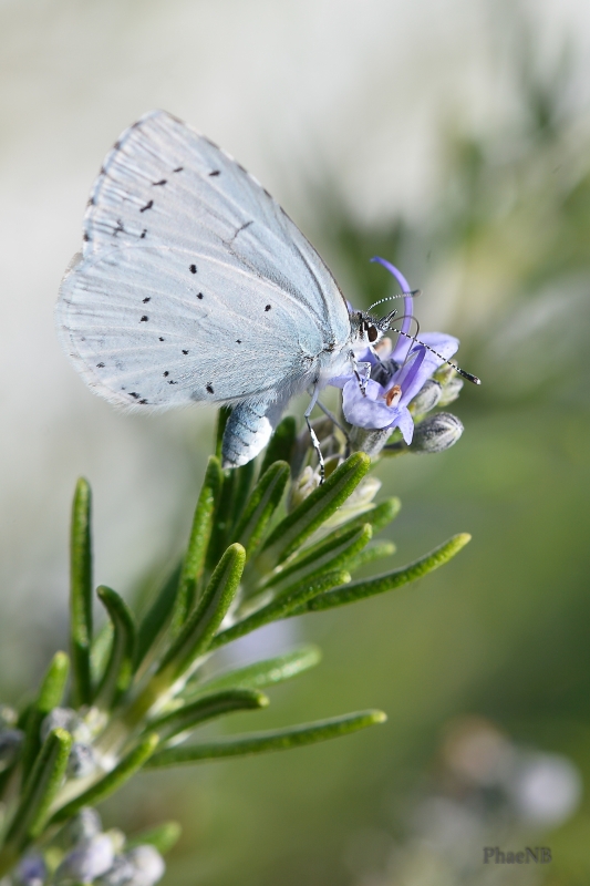 Photo Insectes