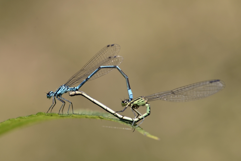 Photo Insectes
