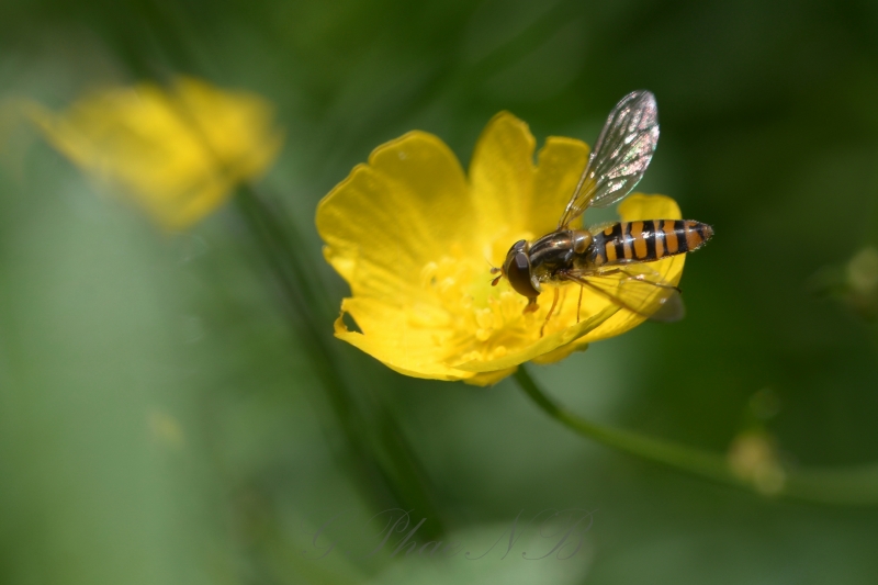 Photo Insectes