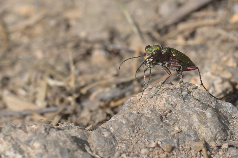 Photo Insectes