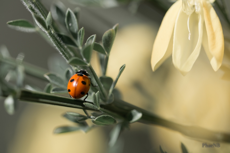 Photo Insectes