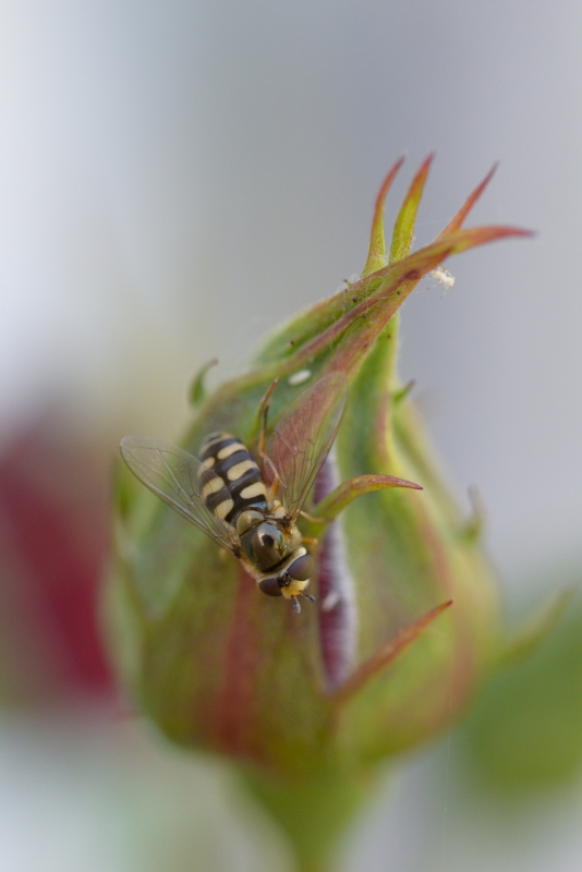 Photo Insectes