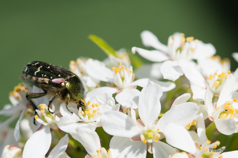 Photo Insectes